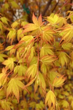Katsura Japanese Maple - 3 Gallon Pot 11 Katsura Japanese Maple - 3 Gallon Pot -OLALA Plant Shop Japanese Maple Katsura 4