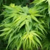 Mikawa Yatsubusa Japanese Maple - 5 Gallon Pot