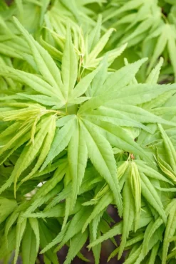 Mikawa Yatsubusa Japanese Maple - 1 Gallon Pot -OLALA Plant Shop Japanese Maple Mikawa Yatsubusa 7 2