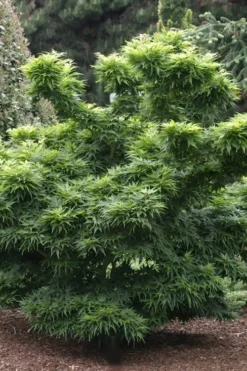 Mikawa Yatsubusa Japanese Maple - 5 Gallon Pot -OLALA Plant Shop Japanese Maple Mikawa Yatsubusa 8