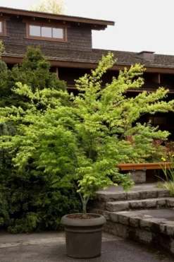 Mitsuba Yama Japanese Maple - 5 Gallon Pot -OLALA Plant Shop Japanese Maple Mitsuba Yama 3