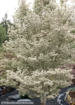 Ukigumo Floating Cloud Ghost Japanese Maple - 7 Gallon Pot -OLALA Plant Shop Japanese Maple Okigumo 15 1