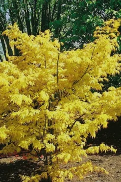 Orange Dream Japanese Maple - 2 Gallon Pot -OLALA Plant Shop Japanese Maple Orange Dream 10