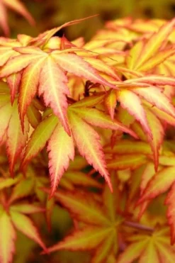 Orange Dream Japanese Maple - 3 Gallon Pot