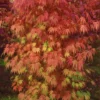 Orange Flame Japanese Maple - 1 Gallon Pot