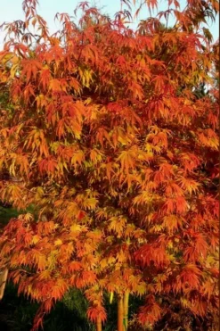 Orange Flame Japanese Maple - 5 Gallon Pot -OLALA Plant Shop Japanese Maple Orange Flame 12 2