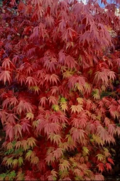 Orange Flame Japanese Maple - 1 Gallon Pot -OLALA Plant Shop Japanese Maple Orange Flame 13 1