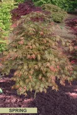 Orange Flame Japanese Maple - 1 Gallon Pot -OLALA Plant Shop Japanese Maple Orange Flame Spring Color 1