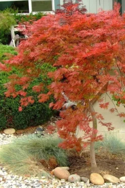 Orangeola Weeping Japanese Maple - 5 Gallon Pot -OLALA Plant Shop Japanese Maple Orangeola 1 3