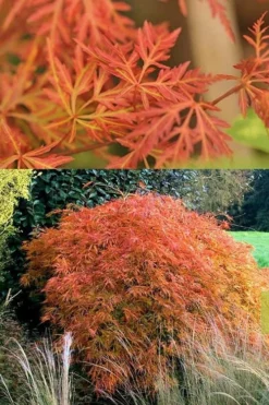 Orangeola Weeping Japanese Maple - 2 Gallon Pot -OLALA Plant Shop Japanese Maple Orangeola 3 2