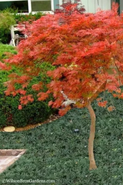 Orangeola Weeping Japanese Maple - 1 Gallon Pot (High Grafted Tree Form) -OLALA Plant Shop Japanese Maple Orangeola High Branch 1