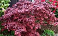 Oregon Sunset Japanese Maple - Acer Palmatum - 5 Gallon Pot -OLALA Plant Shop Japanese Maple Oregon Sunset 4