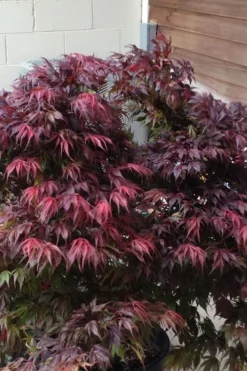 Oregon Sunset Japanese Maple (Acer Palmatum) - 3 Gallon Pot -OLALA Plant Shop Japanese Maple Oregon Sunset 5 1