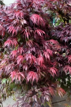 Oregon Sunset Japanese Maple (Acer Palmatum) - 3 Gallon Pot