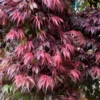 Oregon Sunset Japanese Maple - Acer Palmatum - 1 Gallon Pot