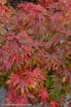 Oregon Sunset Japanese Maple - Acer Palmatum - 5 Gallon Pot -OLALA Plant Shop Japanese Maple Oregon Sunset 9