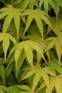 Osakazuki Japanese Maple - 1 Gallon Pot -OLALA Plant Shop Japanese Maple Osakazuki 5