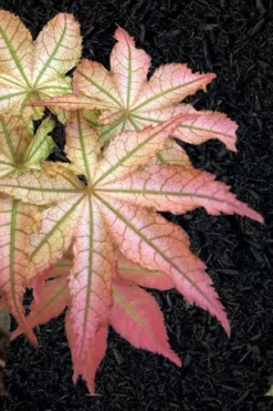 Peaches And Cream Japanese Maple - 1 Gallon Pot