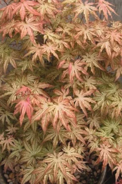 Peaches And Cream Japanese Maple - 3 Gallon Pot -OLALA Plant Shop Japanese Maple Peaches And Cream 8 2