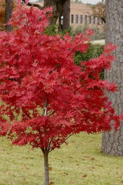 Pixie Dwarf Red Japanese Maple - 1 Gallon Pot -OLALA Plant Shop Japanese Maple Pixie Dwarf 10 2
