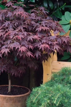 Pixie Dwarf Red Japanese Maple - 3 Gallon Pot -OLALA Plant Shop Japanese Maple Pixie Dwarf 6 3