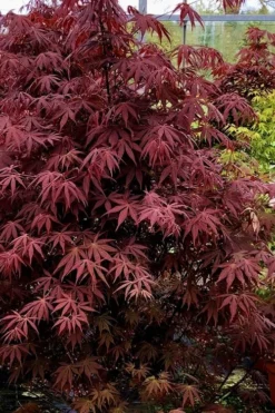 Pixie Dwarf Red Japanese Maple - 1 Gallon Pot -OLALA Plant Shop Japanese Maple Pixie Dwarf 9 2
