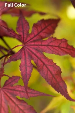 Purple Ghost Japanese Maple - 1 Gallon Pot -OLALA Plant Shop Japanese Maple Purple Ghost 3 1