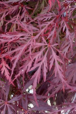 Red Dragon Dwarf Japanese Maple - 2 Gallon Pot -OLALA Plant Shop Japanese Maple Red Dragon 11