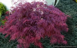 Red Dragon Dwarf Japanese Maple - 1 Gallon Pot -OLALA Plant Shop Japanese Maple Red Dragon 21 1