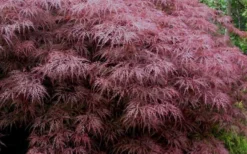 Red Dragon Dwarf Japanese Maple - 2 Gallon Pot -OLALA Plant Shop Japanese Maple Red Dragon 3