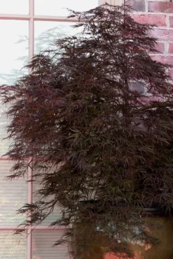 Red Select Laceleaf Japanese Maple - 3 Gallon Pot -OLALA Plant Shop Japanese Maple Red Select 2