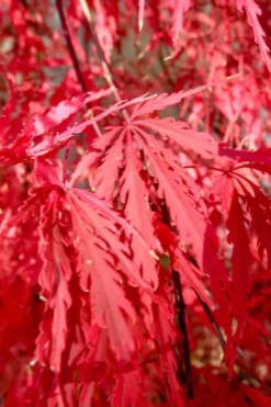 Red Select Laceleaf Japanese Maple - 3 Gallon Pot -OLALA Plant Shop Japanese Maple Red Select 4