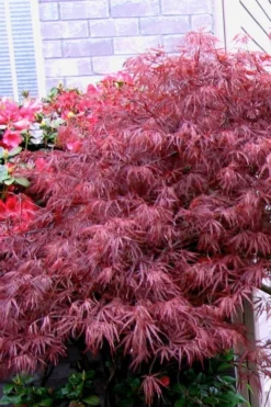 Red Select Laceleaf Japanese Maple - 3 Gallon Pot -OLALA Plant Shop Japanese Maple Red Select 5