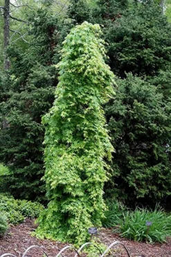 Ryusen Weeping Japanese Maple - 5 Gallon Pot 14 Ryusen Weeping Japanese Maple - 5 Gallon Pot -OLALA Plant Shop Japanese Maple Ryusen 1 2