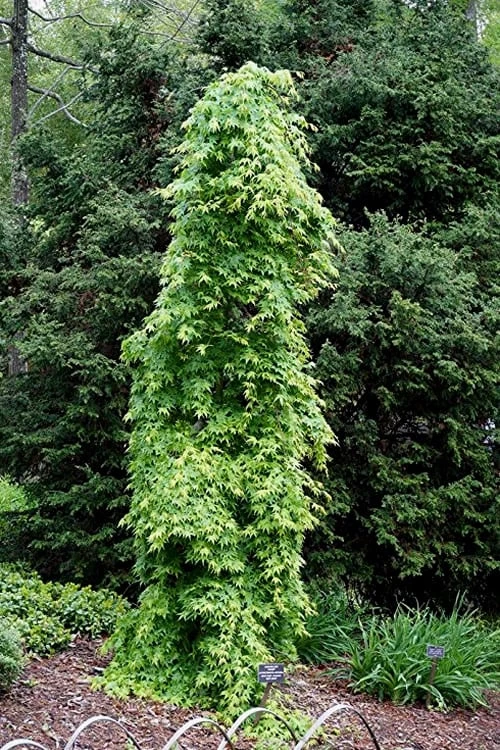 Ryusen Weeping Japanese Maple - 5 Gallon Pot 7 Ryusen Weeping Japanese Maple - 5 Gallon Pot - Image 7