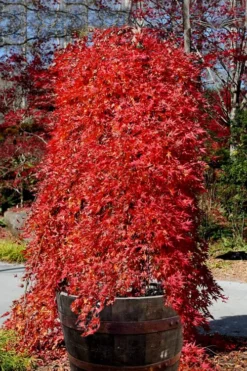 Ryusen Weeping Japanese Maple - 1 Gallon Pot