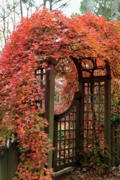 Ryusen Weeping Japanese Maple - 3 Gallon Pot -OLALA Plant Shop Japanese Maple Ryusen 2 1