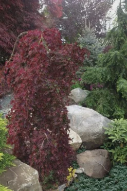 Ryusen Weeping Japanese Maple - 3 Gallon Pot -OLALA Plant Shop Japanese Maple Ryusen 5 1