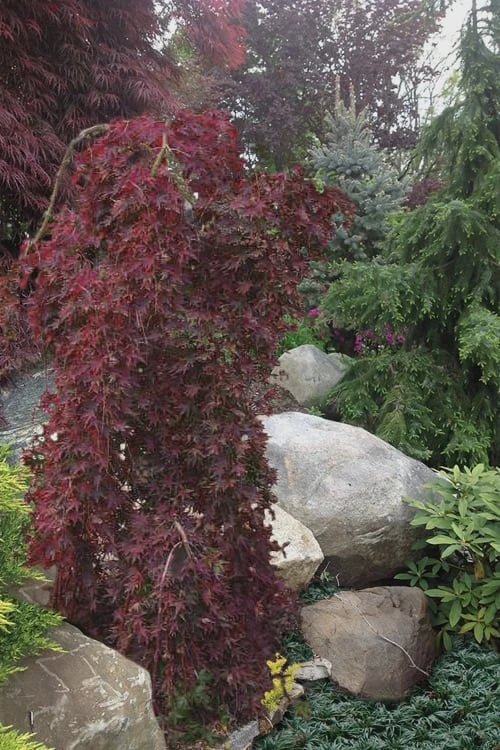 Ryusen Weeping Japanese Maple - 5 Gallon Pot 5 Ryusen Weeping Japanese Maple - 5 Gallon Pot - Image 5