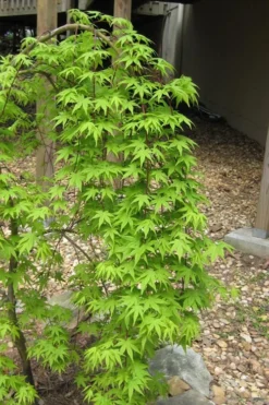 Ryusen Weeping Japanese Maple - 3 Gallon Pot -OLALA Plant Shop Japanese Maple Ryusen 6 1