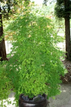 Ryusen Weeping Japanese Maple - 3 Gallon Pot -OLALA Plant Shop Japanese Maple Ryusen 8 1
