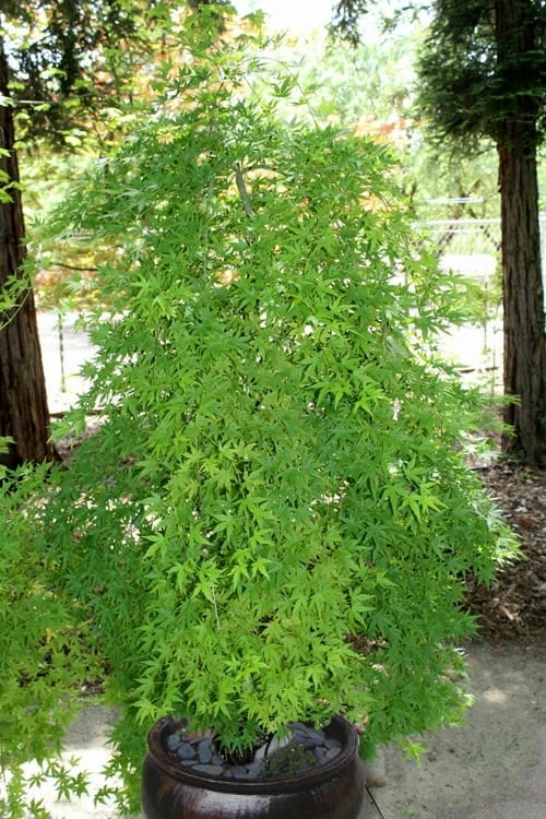 Ryusen Weeping Japanese Maple - 5 Gallon Pot 8 Ryusen Weeping Japanese Maple - 5 Gallon Pot - Image 8