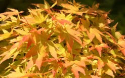 Sango Kaku Coral Bark Japanese Maple - 5 Gallon Pot -OLALA Plant Shop Japanese Maple Sango Kaku 22