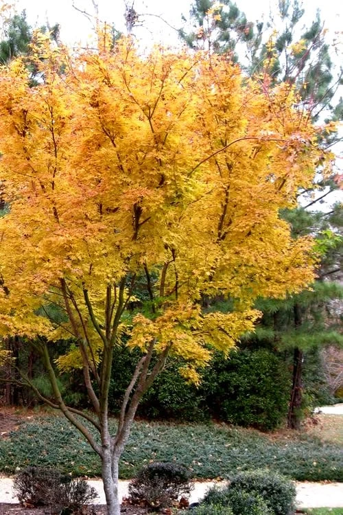 Sango Kaku Coral Bark Japanese Maple - 2 Gallon Pot 5 Sango Kaku Coral Bark Japanese Maple - 2 Gallon Pot - Image 5