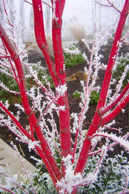 Sango Kaku Coral Bark Japanese Maple - 2 Gallon Pot 6 Sango Kaku Coral Bark Japanese Maple - 2 Gallon Pot - Image 6