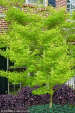 Seiryu Japanese Maple - 5 Gallon Pot -OLALA Plant Shop Japanese Maple Seiryu 23 2