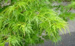 Seiryu Japanese Maple - 3 Gallon Pot 11 Seiryu Japanese Maple - 3 Gallon Pot -OLALA Plant Shop Japanese Maple Seiryu Spring Color 1