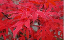 Shirazz Japanese Maple - 5 Gallon Pot (4-5') 13 Shirazz Japanese Maple - 5 Gallon Pot (4-5') -OLALA Plant Shop Japanese Maple Shirazz 10 2