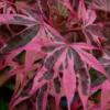 Shirazz Japanese Maple - 1 Gallon Pot