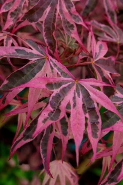 Shirazz Japanese Maple - 5 Gallon Pot (4-5')